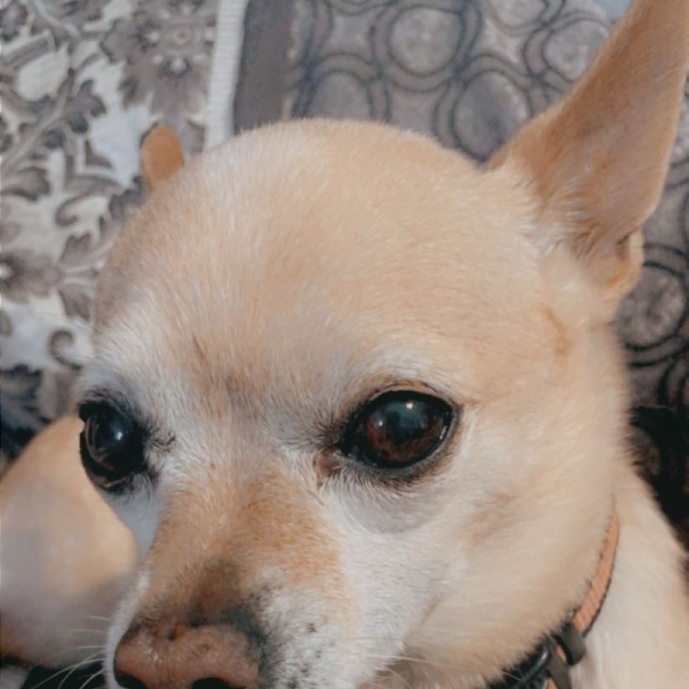 Meet your Posher, Zeke